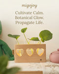 GREEN LIGHT-LOVE